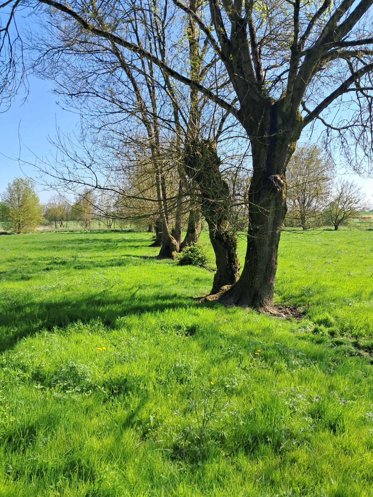 IMG 20250410 WA0001