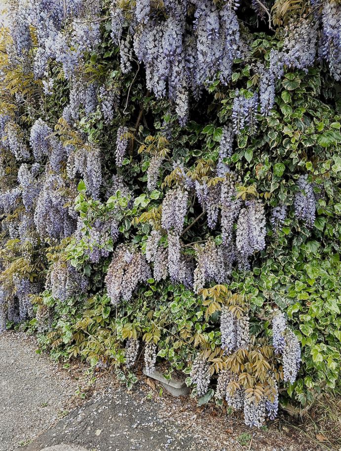 glycine mouais